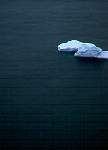 Iceberg 2-56.jpg